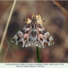 carcharodus alceae female in a rest pose2